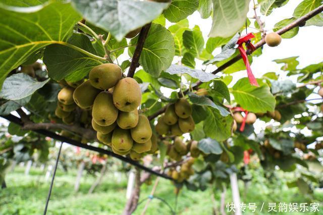 竟然|猕猴桃、奇异果到底区别在哪吃法竟然这么讲究