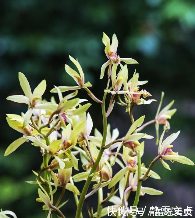 施肥|养兰花，牢记3点，兰花不烂根，不腐芽，猛发壮苗，花朵呼呼开