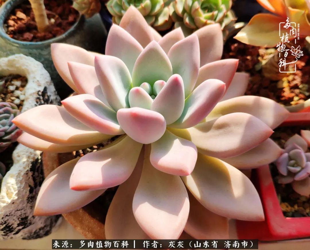 多肉植物|养多肉四年,铁打的盆盆流水的肉,无需多问,问就是喜欢!