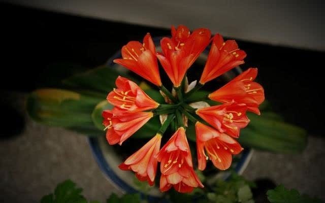 君子兰害怕五件事，新手经常犯，做不好，难怪越养越糟糕