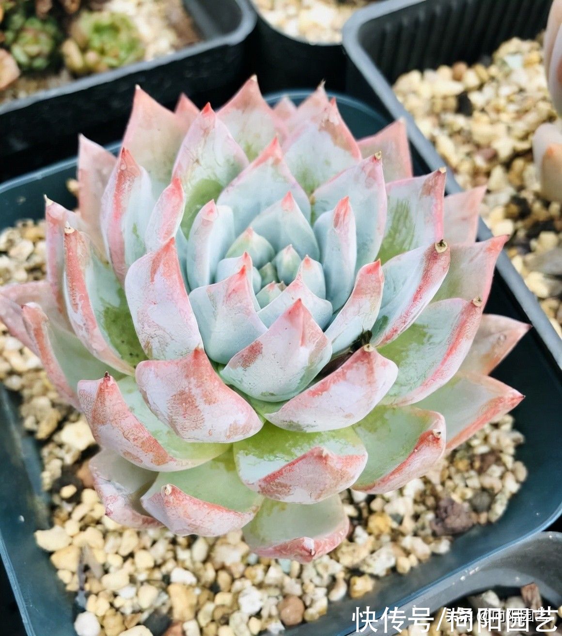 橙梦露怎么才能养大?全泥炭用大盆,放在室外露养,很快长大