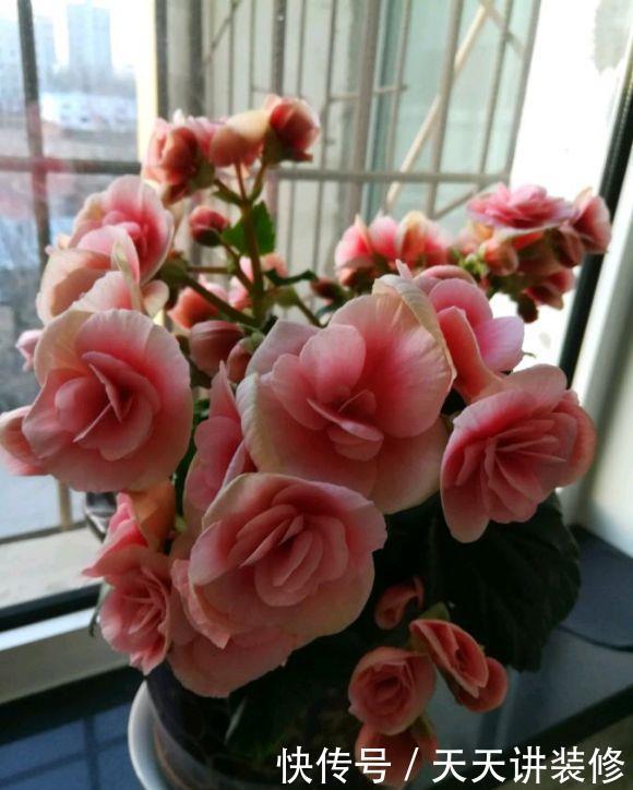 丽格海棠|4种花漂亮“娇滴滴”,新手养它都“没戏”,养一回伤一回