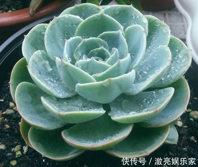 浇水|多肉不能随便养，挑这3个品种，三五年成老桩，价值涨了不少