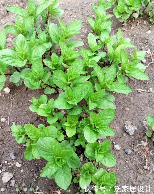 庭院|易泛滥的三种花,看起来却很“可爱”,想养考虑好,别上当