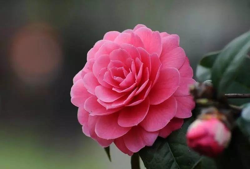 都说茶花很难养,记住几个小技巧,枝繁叶茂,时间到了就爆盆