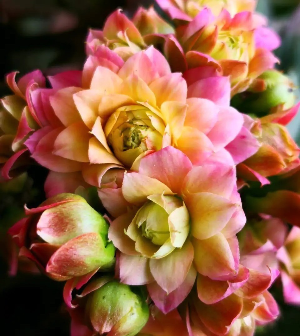 品种|75个长寿花品种,一个比一个美,一起来认识一下吧!