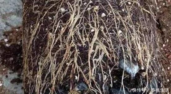 羊粪|这些“硬”东西埋在花盆里,从不烂根,越养越旺盛