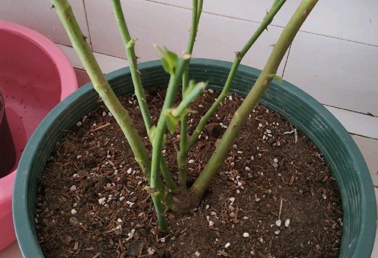 新手月季种植手册,修剪、病害防治等教程,种月季不再难