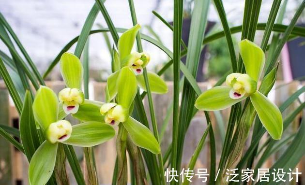 4种花,好看还利于身心健康,特别适合老人,家中没有,抓紧入手