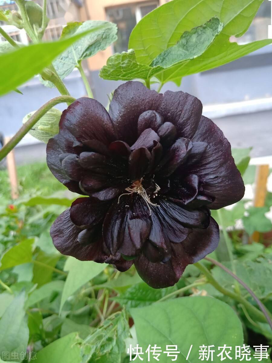 以前被嫌弃的土花,现在变成盆栽中的“香饽饽”,只因好养花量大