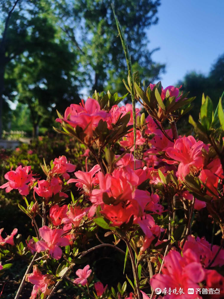 临沂这里遍地芬芳，快来与杜鹃花来一场“夏天之约”吧|花开齐鲁| 临沂