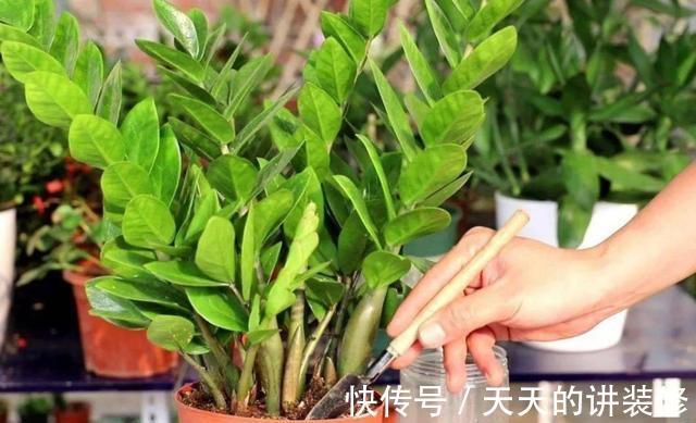 养护|新手养金钱树,做到“两少一多”,长势喜人,还能绽放小黄花