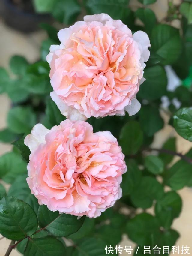 月季|22种最漂亮的月季，一次能开300天，满屋飘香开花多