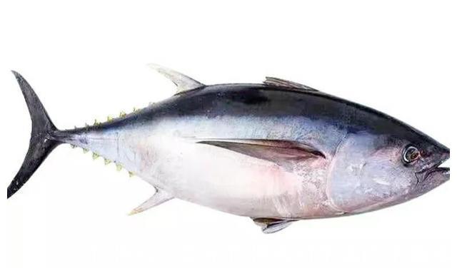 道口子|入秋后,如果不差钱,记得给孩子吃5种深海鱼,DHA含量高