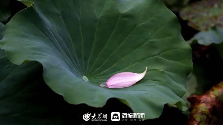 天下风物——《秋天的童话｜雨中赏荷邂逅别样诗意》风光题照