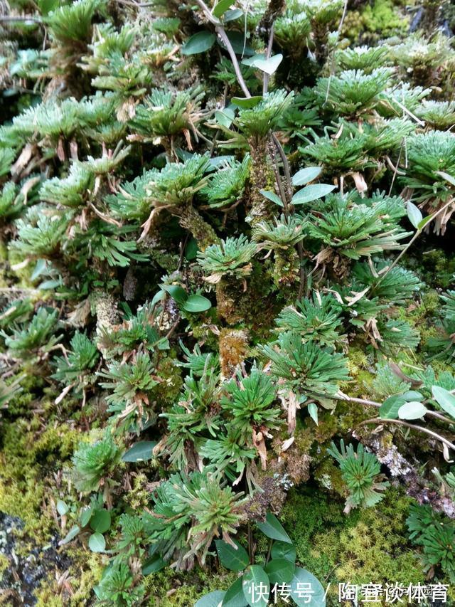 农村山上的“不死草”,生长在岩石上,很像杂草,殊不知很值钱