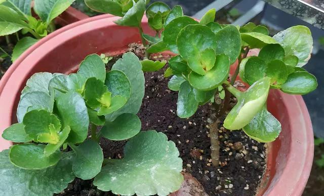 养花,不要乱花冤枉钱,掌握好方法,园土就能变成营养土