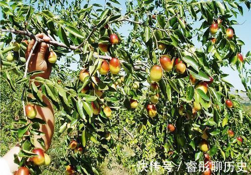 桂花|家里种树有讲究,4种吉祥树,庭院种一棵,多子多福又吉利