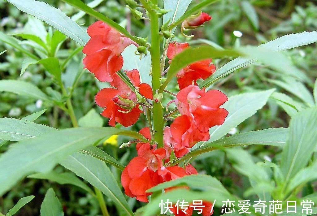 观赏价值|儿时男孩拿来当玩具,女孩用来染指甲,如今方知其价值,不容忽视