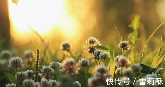 属兔|未来7天，蔷薇灿烂，缘分靠近，良人在眼前，好好把握，余生共度