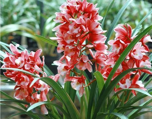 它是兰花中的“香祖”,红杆红花,一开就是20朵,每年可开花3次