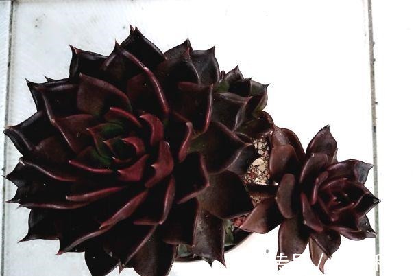 要点|60种多肉图鉴及养护要点,1分钟学会,超全超实用!