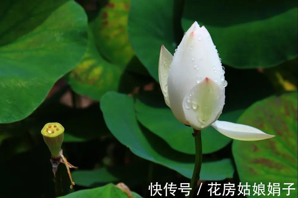 养分|葳蕤俏丽如碗莲，为何只长叶不开花？为你揭开8个不开花的原因