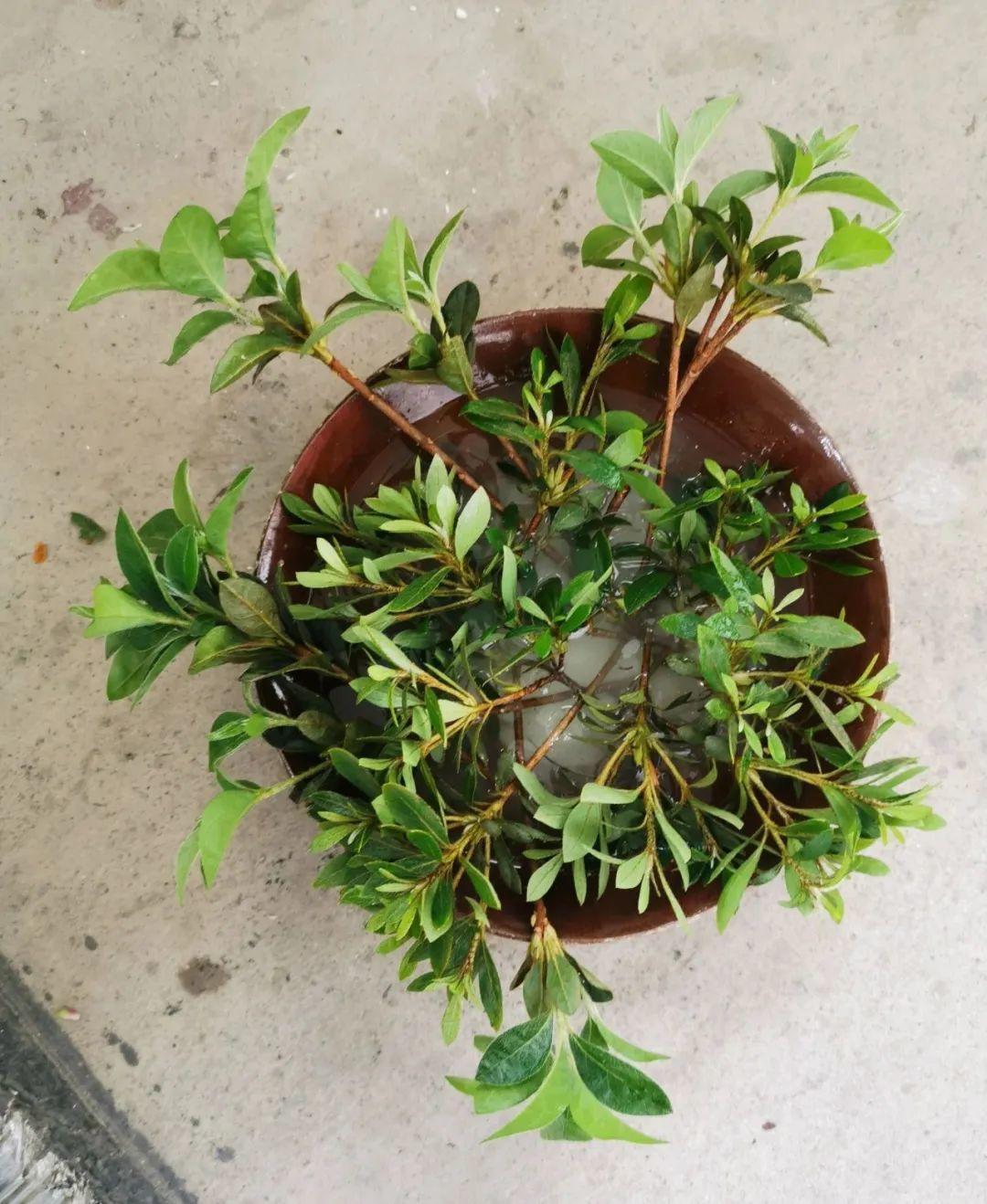 叶片|8种花夏天太容易死,现在赶紧扦插,死了也不心疼!