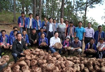 一绝|亩产超6000斤,全株都有毒,我国食用2000多年,做成豆腐是一绝