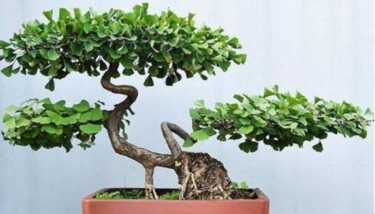 蝴蝶兰|4种花很好养,花开酷似一盏盏红灯笼,养在哪里都爆盆,惹人喜爱