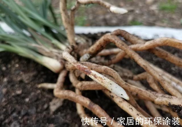 兰花|用细土种植兰花，真的会烂根腐苗吗？兰友：真正的窍门没弄懂