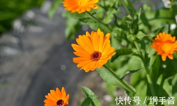 事业|1月中旬苦尽甘来,事业一路飞升,容易发财的3大生肖