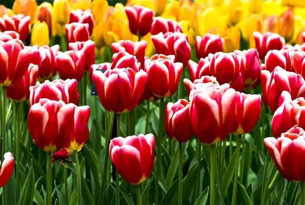 未来一个月,9种花就是抢手货,不养亏大了!