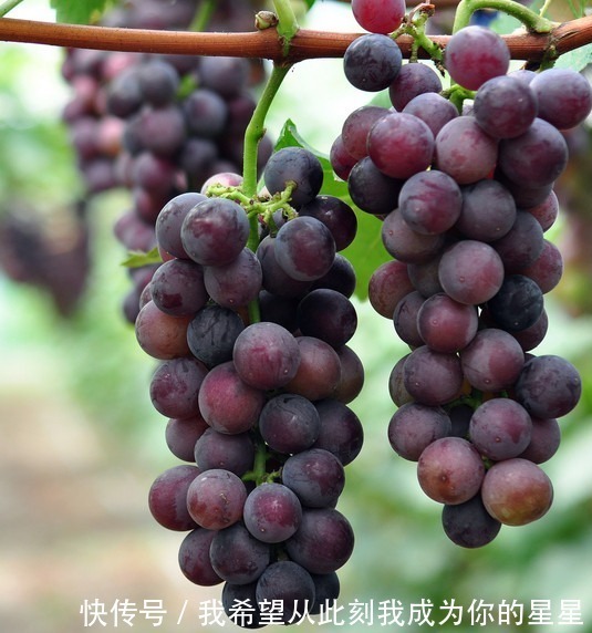 孕妇|怀孕期间女性食用这些水果,有助于胎儿的发育,健康美味补充营养