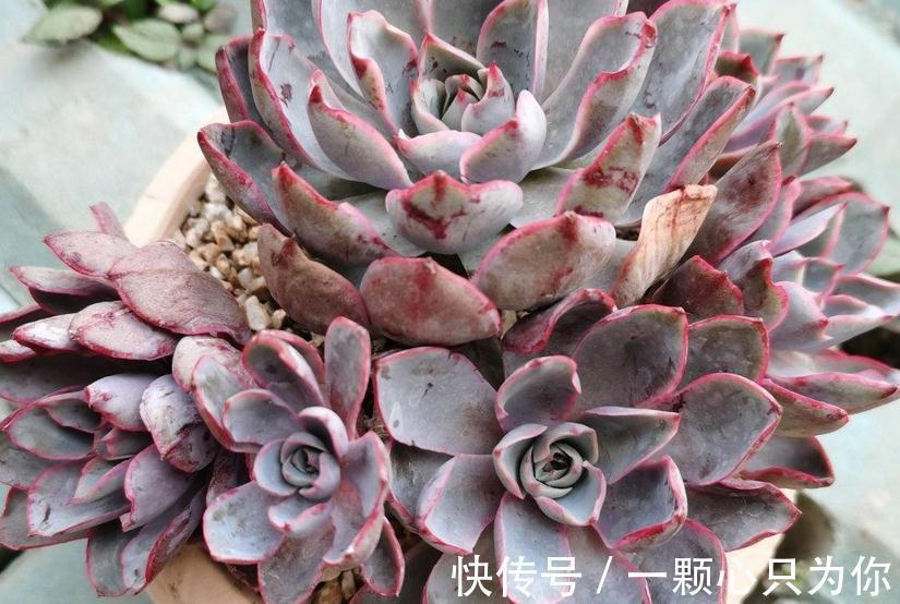 养多肉该怎么强根？从这4个方面下手，盆栽越长越旺盛