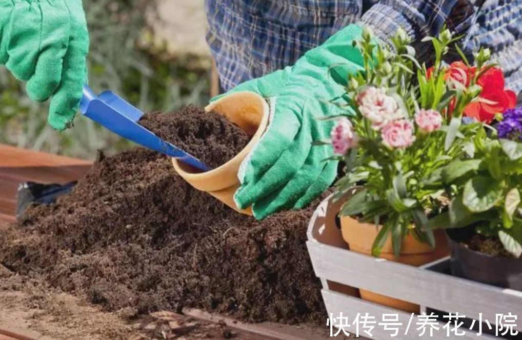 花盆里出现3个“信号”,说明该给它翻盆,否则养啥花也不长