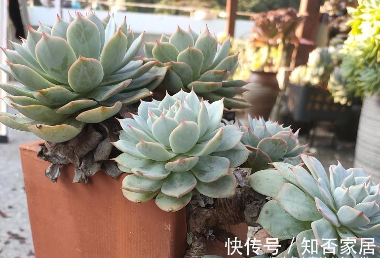 多肉长新叶，老叶片不消耗，原因大概有3种，能保证两点就别管它