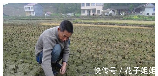 蛋白质|稻田里的这种野味,人称“土燕窝”,蛋白质是牛肉的2倍,别错过!