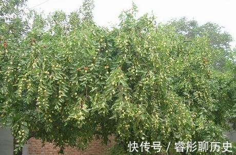 桂花|家里种树有讲究,4种吉祥树,庭院种一棵,多子多福又吉利