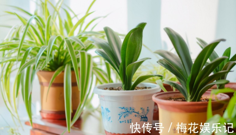 妙用|为什么说河沙养花厉害?因为有3大妙用!