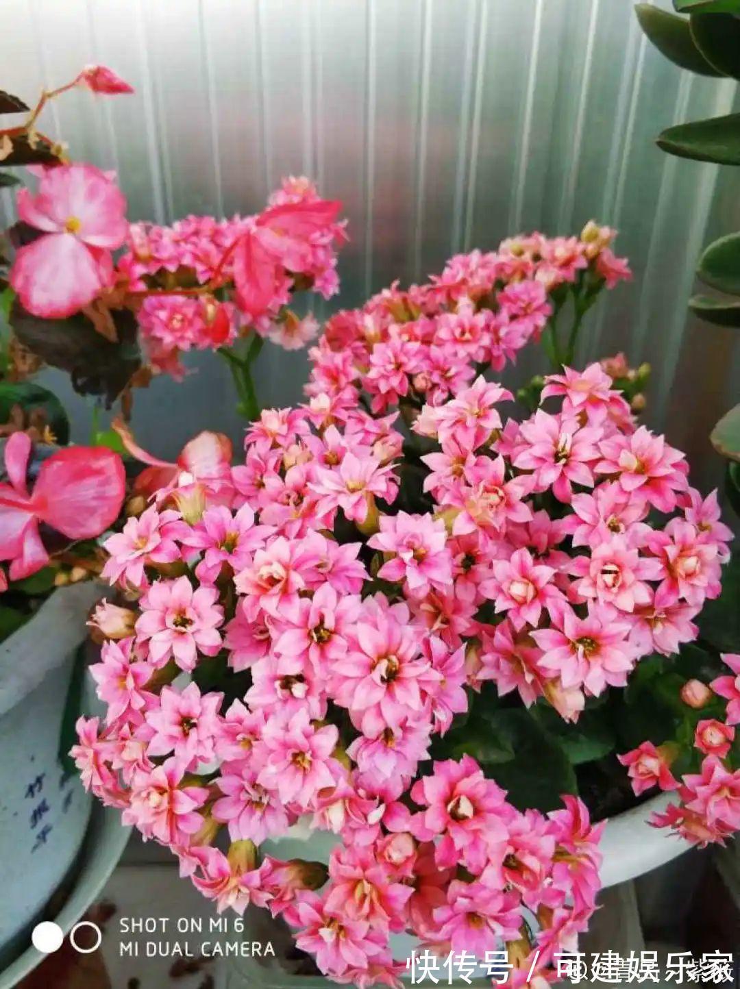 花花|“折腾不死”的10种花,咋养都爆盆,懒人最适合!