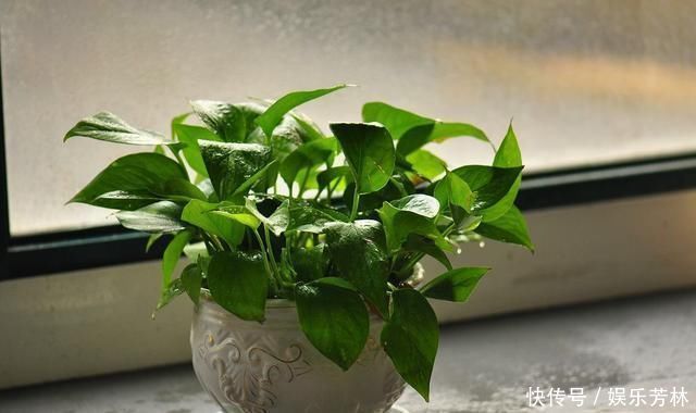 卫生间就养这“4种盆栽”,去异味,吸潮气,养眼好打理