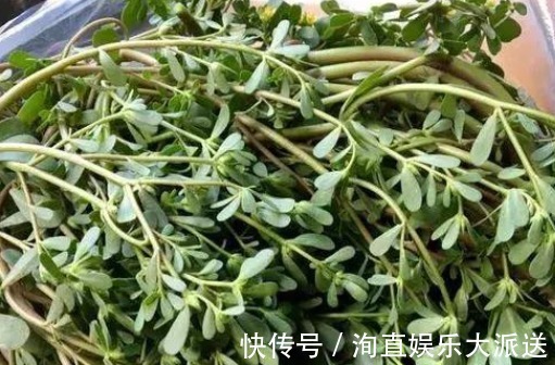 盆栽|阳台盆栽的“2种”植物,阳台种一些,够吃大半年!