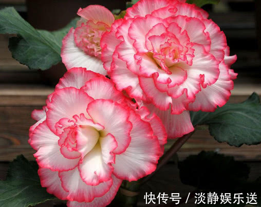 妙招|球根海棠怎么养更漂亮教你3个小妙招,养出最美的球根海棠