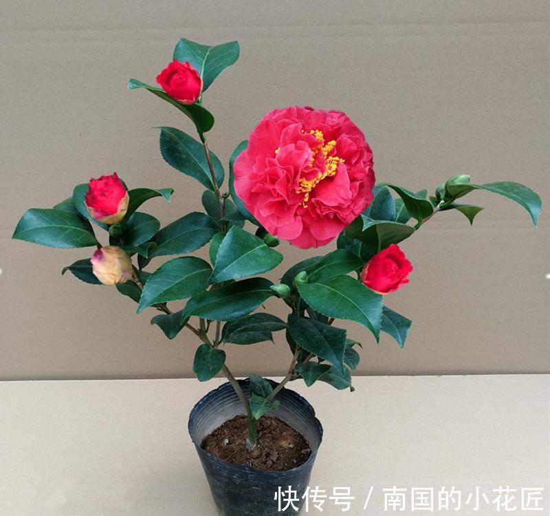 别养月季了，此花美若牡丹，花型大如脸盆，花期长达小半年