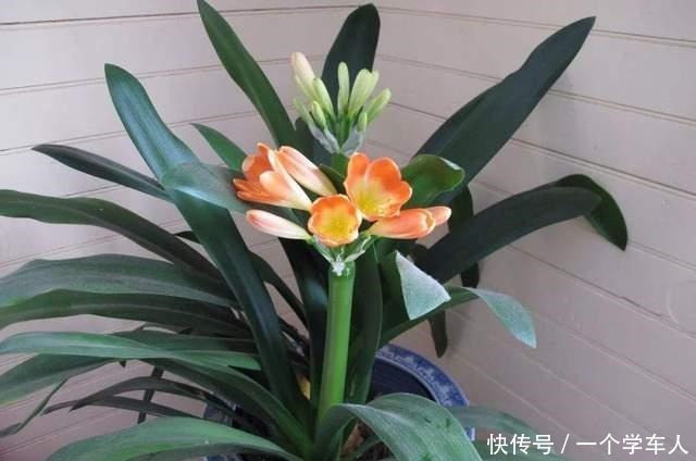 家里没阳台也能养花,这3种花不用晒太阳照常开花!