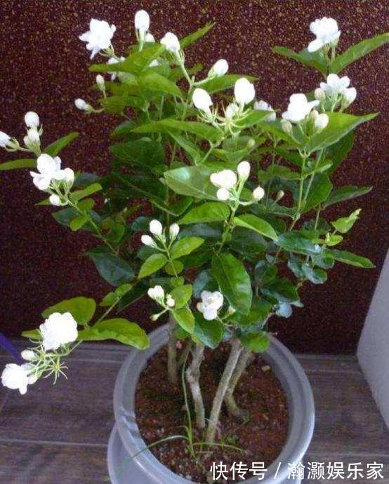 花期|茉莉花“花期”150天，学会这2个“养花窍门”，你也能轻松做到！
