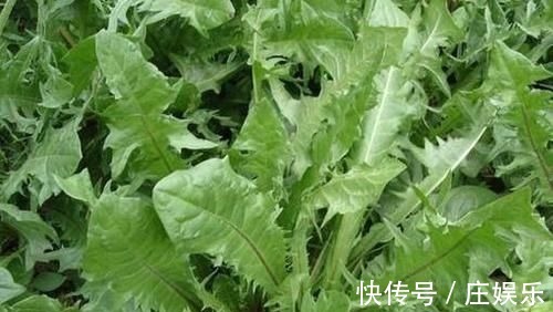 三伏天|农村到处都是宝,3种野菜,田边疯长,养肝护肝,预防妇科病