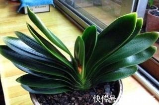 为什么盆栽君子兰长势不佳找准这3方面原因，叶片突突长不停