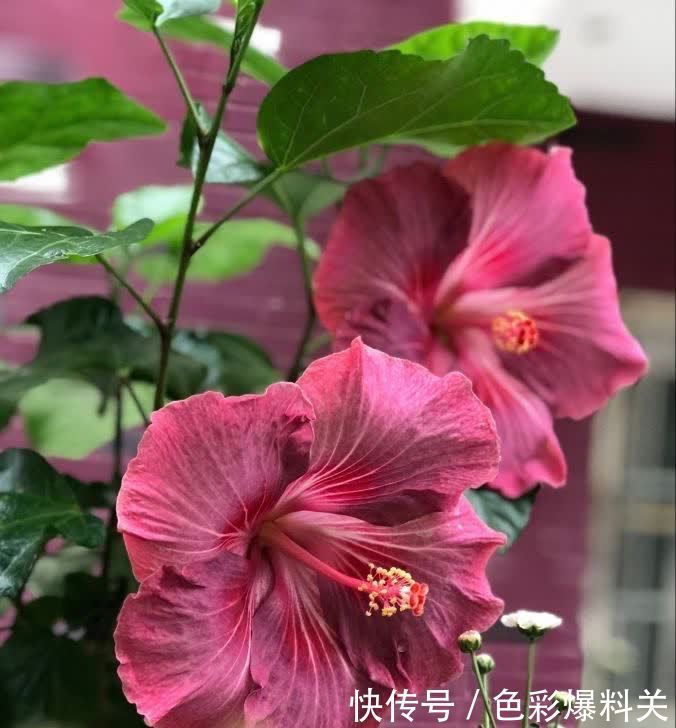 喜欢晒太阳的“3种花”,光照充足花量越大,一年四季花不停